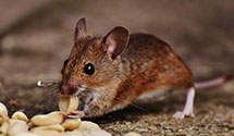 24 Hour & Emergency Exterminators in Duquesne, PA